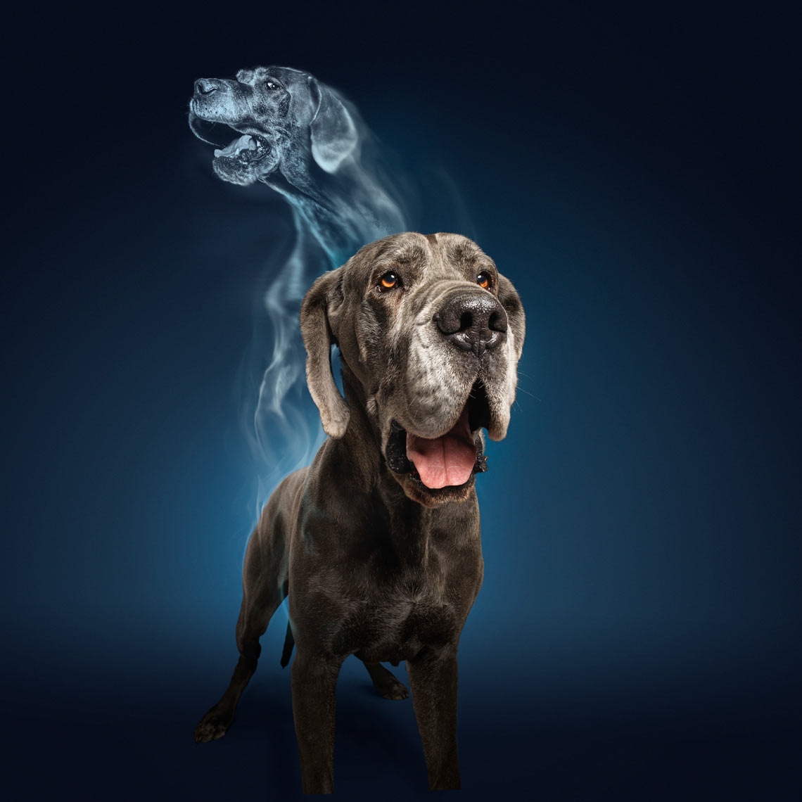 veterinary-image-of-great-dane-for-daxocox